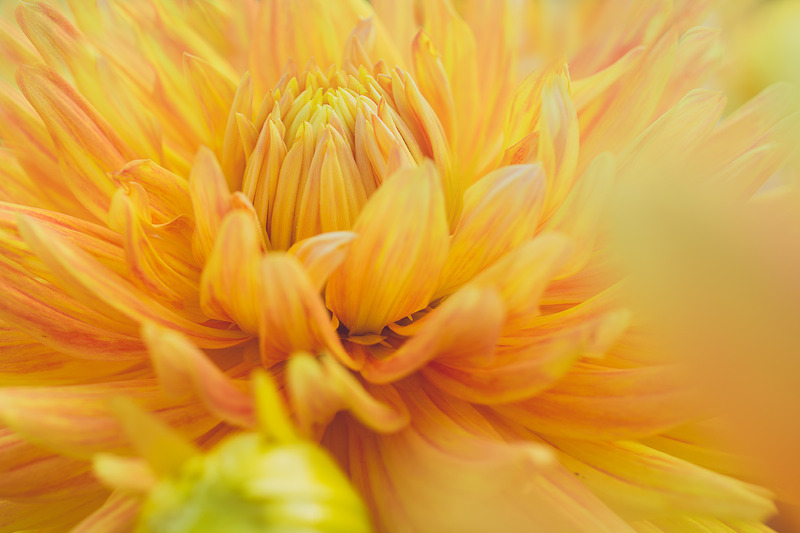 Blooming bright yellow dahlia with the words 30 Day Mindful Money Transformation.