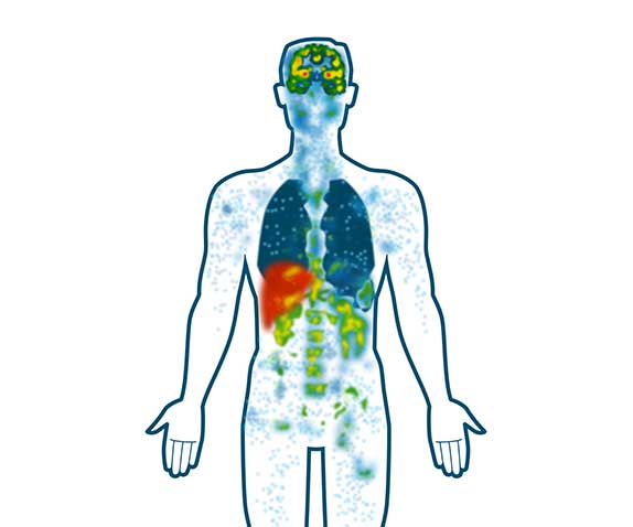 Our Endocannabinoid System 