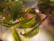 Valley Peak (Ding Gu Da Fang) from Mandala Tea