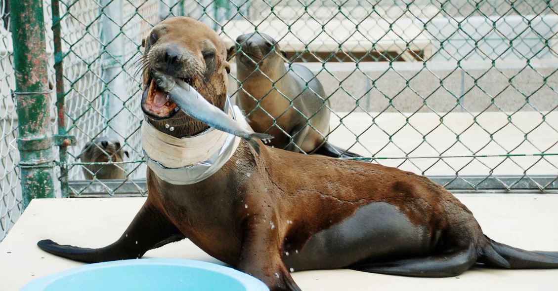 Buy a Seal a Meal Marine Mammal Care Center Los Angeles
