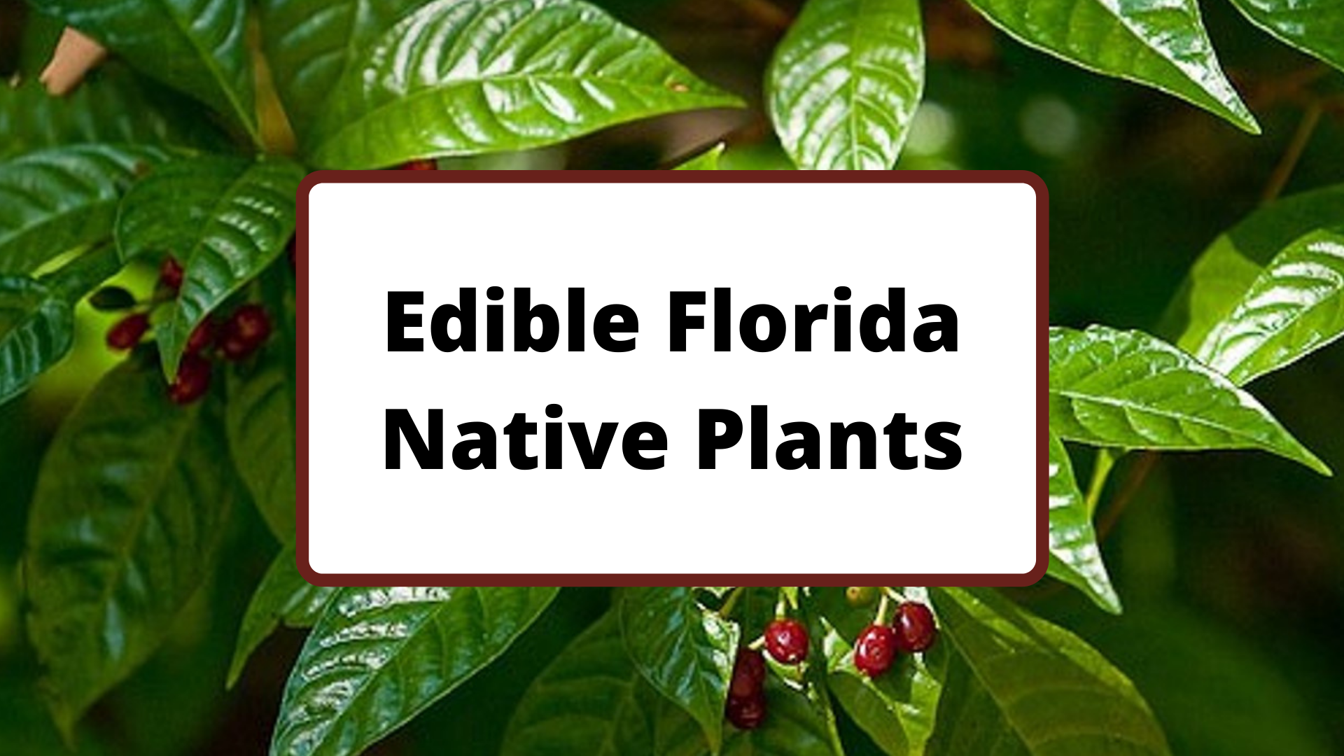 Edible Florida Native Plants Learn with Living Roots