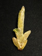 Imperial Dragon Well Tea From Hangzhou * Long Jing Tea from Yunnan Sourcing