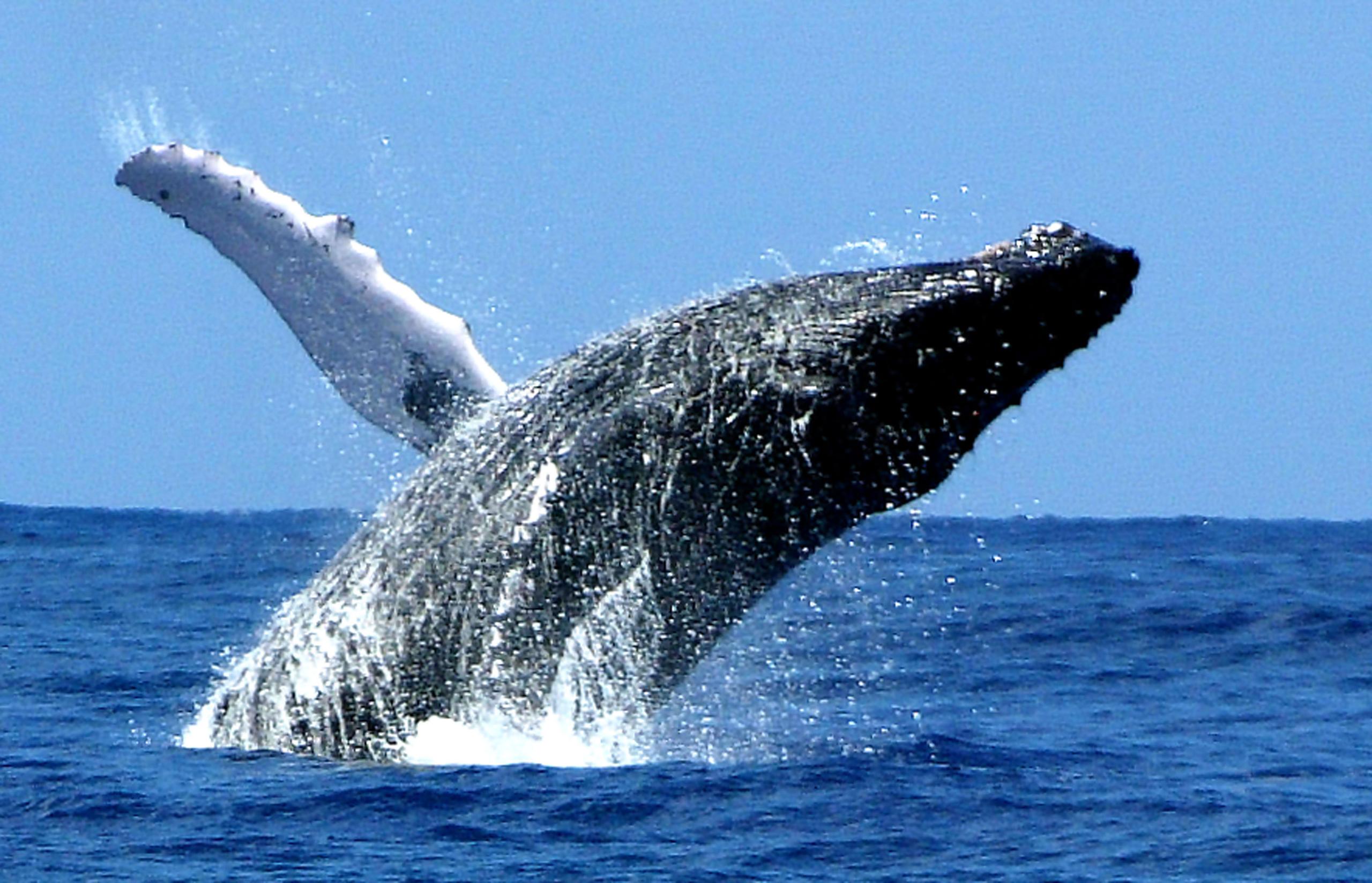 Whale Watching Maui Lahaina