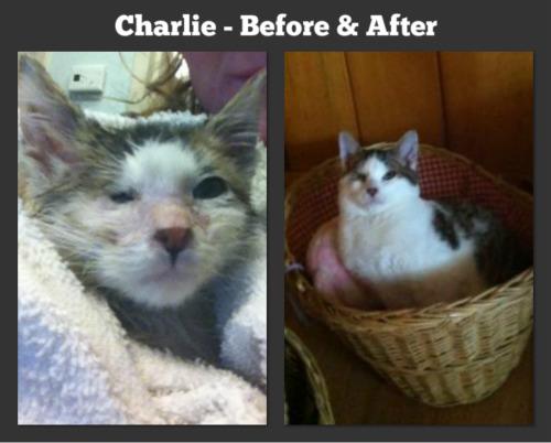 Charlie before and afterjpg