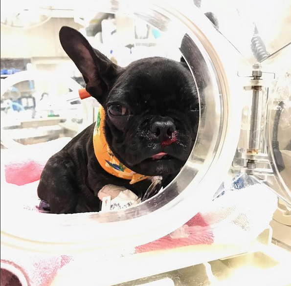 2017-05-22 16_56_10-Nikki - Road Dogs Rescue roadogs Instagram photos and videospng
