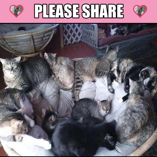 luke kitties please share copyjpg
