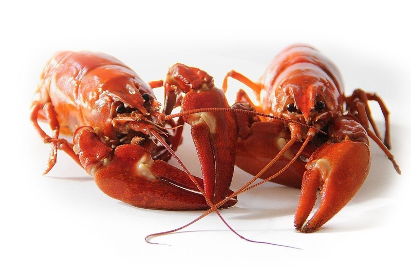 Lobster weekend bij The Good Companion De Buik van Amsterdam