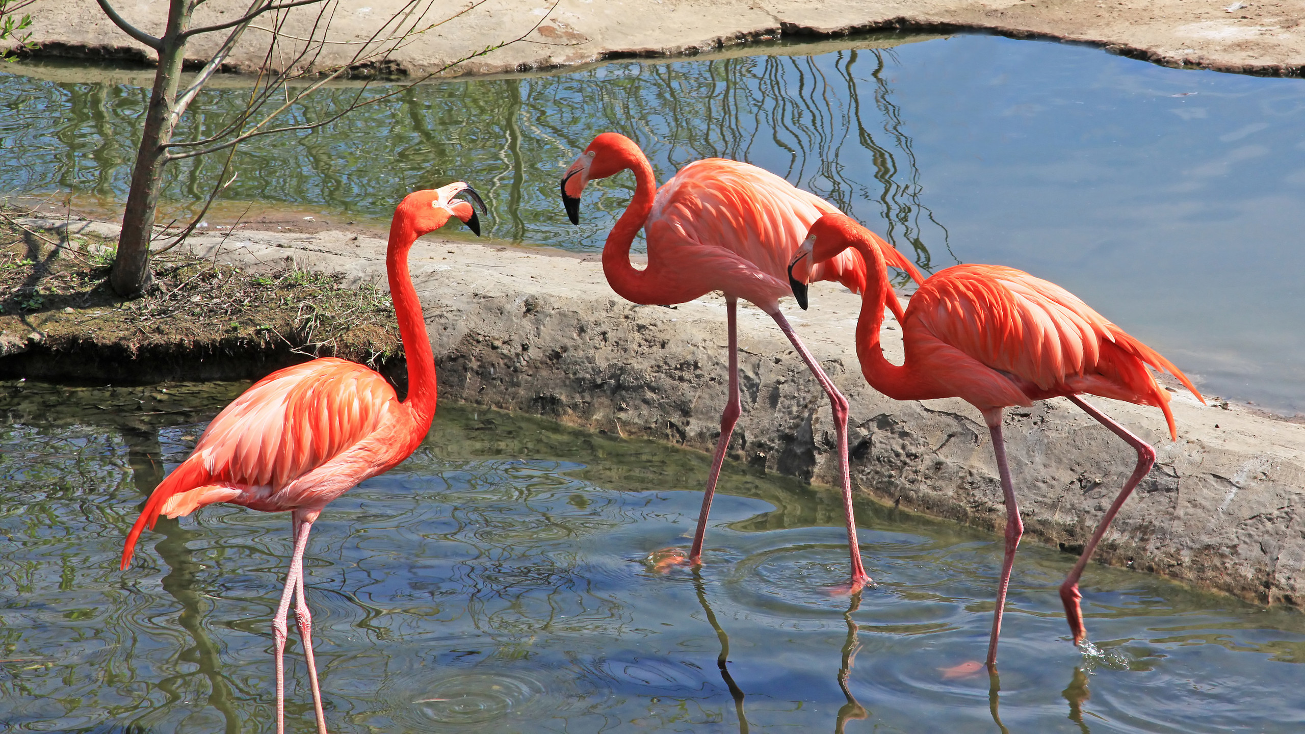 24. Flamingos Learning English With Animals Of The World 6 Red