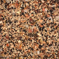 Organic Wizards Brew from True Leaf Tea Company