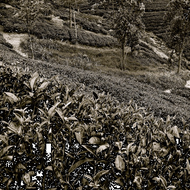 2015 Ta Go Raw Pu Erh from JalamTeas