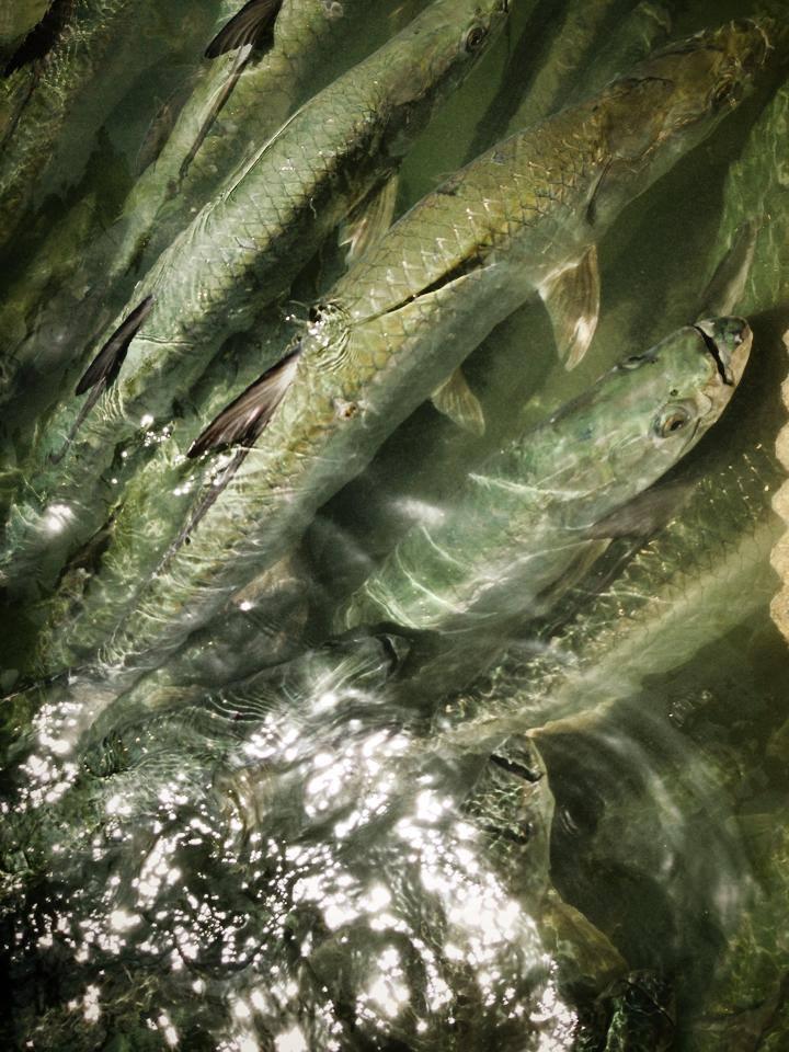 TARPON photo 2