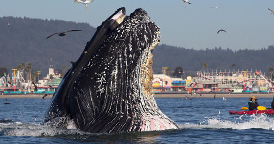 Whale Watching Trip on Monterey Bay photo 1