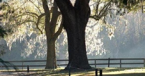 Experience the timeless beauty and rich history of Charleston with the Boone Hall Plantation Tour, a guided outdoor adventure that reveals South Carolina’s cultural legacy. This private tour offers travelers a personalized journey through the historic grounds, including the famous Avenue of Oaks, classic Southern architecture, and lush gardens. As you walk through the historic plantation, guides share stories of the plantation's past, from its origins in the 18th century to its role in the Civil War and beyond. The tour also includes access to the original slave cabins and insightful commentary on the area's history of slavery and resilience. Perfect for history enthusiasts and nature lovers, this experience provides an engaging combination of outdoor exploration and cultural education. Whether you're capturing photos of the scenic landscapes or simply soaking in the stories, the Boone Hall Plantation Tour promises a memorable and immersive adventure. It’s an ideal activity for families, couples, or solo travelers seeking to connect with Charleston’s storied past while enjoying beautiful outdoor surroundings. - Charleston