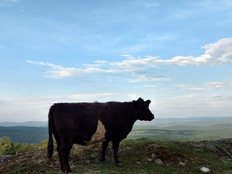 cowjpg