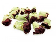 Carnation from ESGREEN