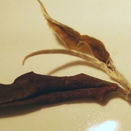 Kilauea Forest White from KTeas