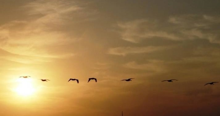 Harbor Sunset Cruise with Sandlapper Water Tours - Charleston