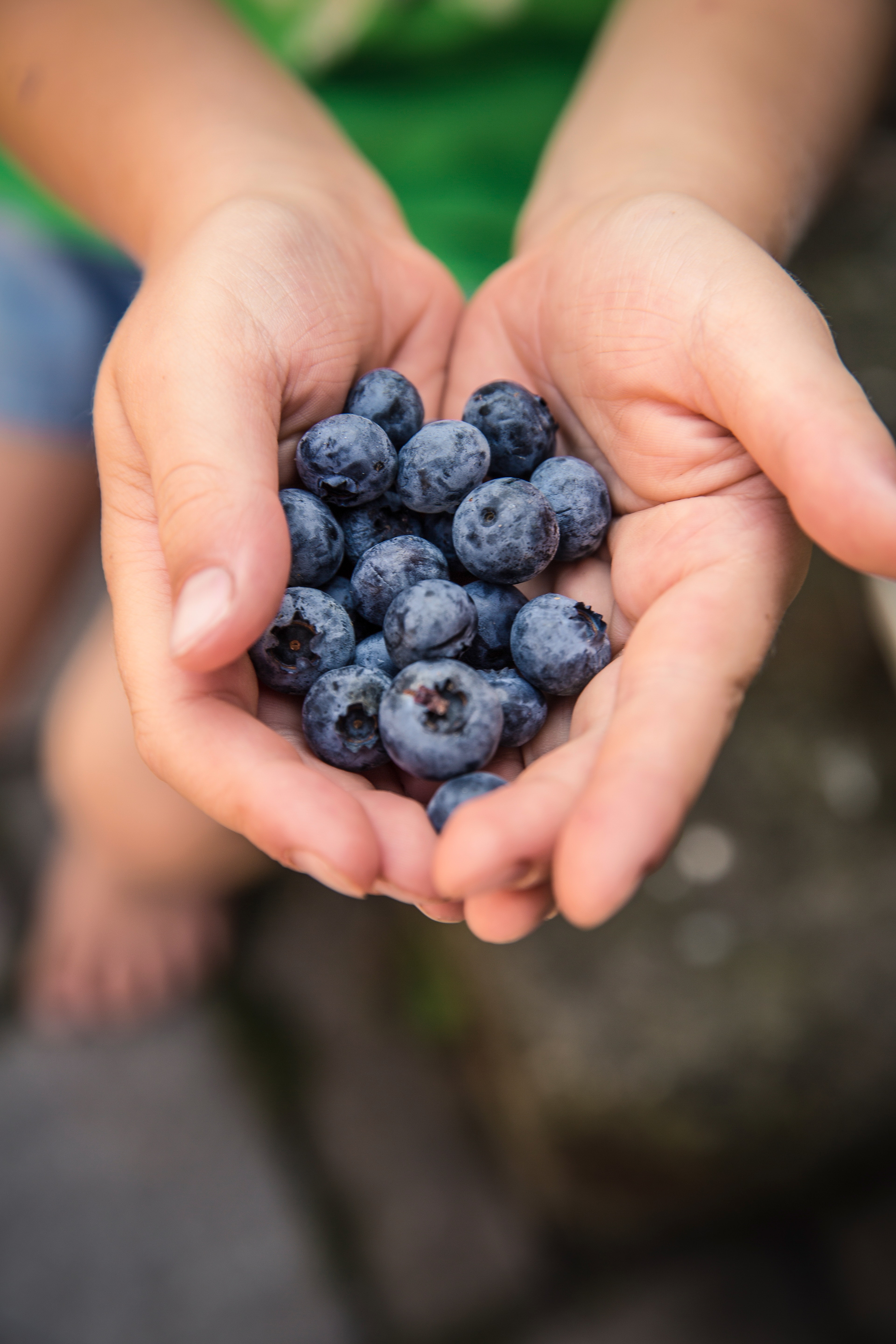 Blueberries being held together