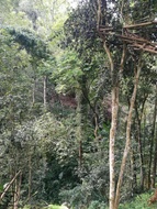 GǔShù Rareness2 (KōngshānLíngYùn) from pu-erh.sk