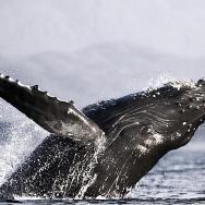 Whale Watching & Glacier Visitors Center photo 1