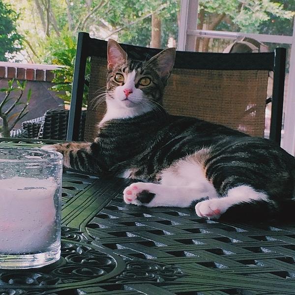 Lounging_on_the_porch_with_human_grandma_this_morning_Happy_Mothers_Day_vscocat_catstagram_catsofig_tabbycatsofinstagrajpg