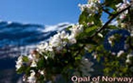 Opal of Norway from Adagio Custom Blends