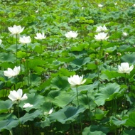 Lotus Leaf from Hankook Tea