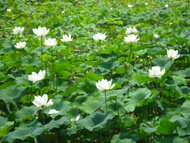 Lotus Leaf from Hankook Tea