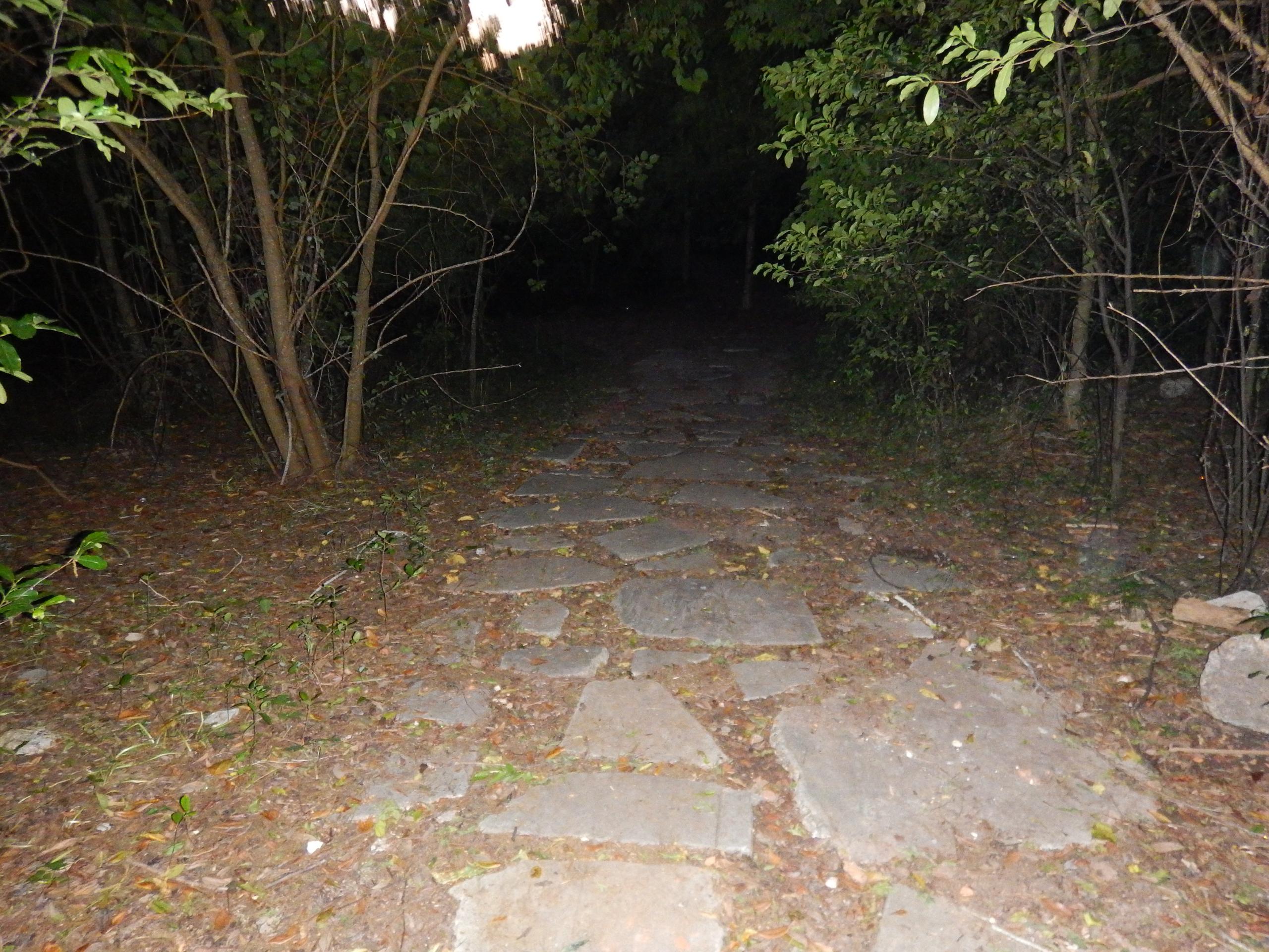 In Search Of: Swamp Magic / Swamp Monsters photo 2