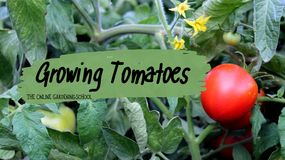 Growing Tomato Heaven Garden Grown Tomatoes Made Easy Online,Tequila Drinks Brands