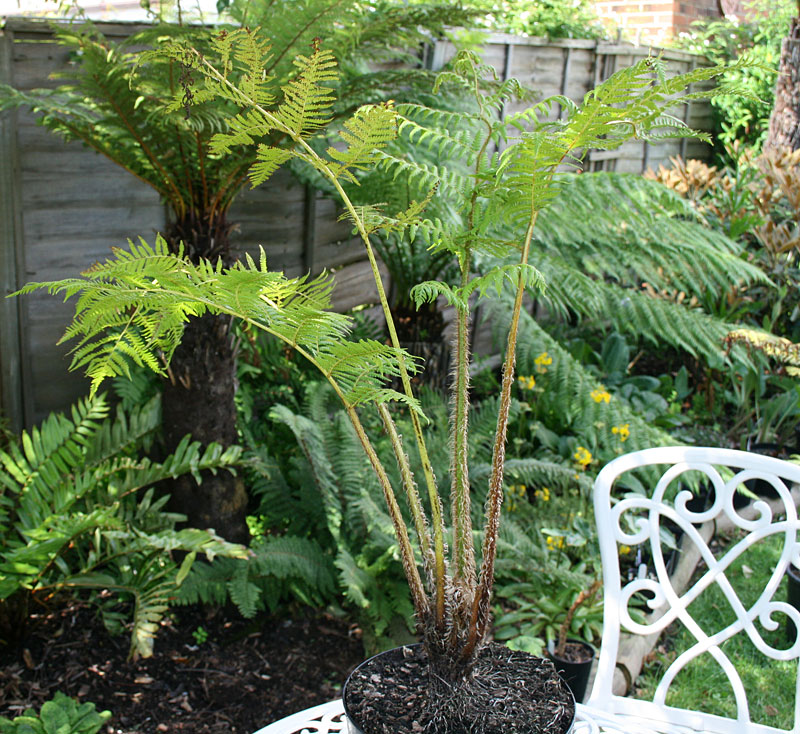 Fougeres arborescentes et plein soleil  DydQJIMrSVzi2DIH7bq8+CyatheaLepifera-110611