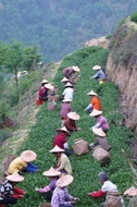 Light Roast Ti Kuan Yin / Spirit of Plum from Mingshan Tea