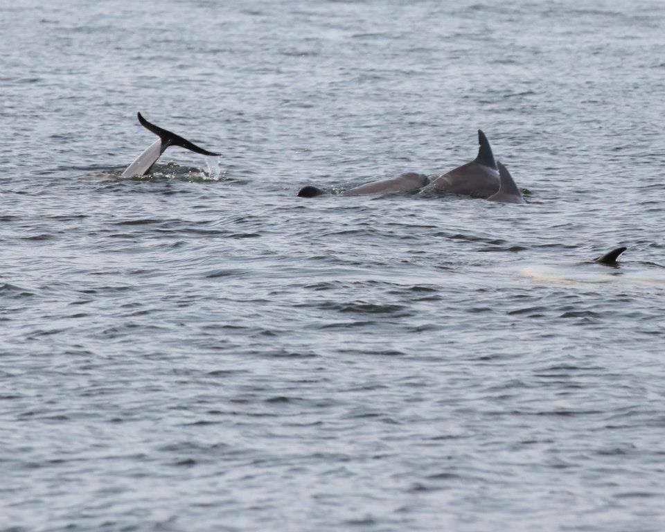 Dolphin Cruise Adventure in Pensacola, Florida - Pensacola