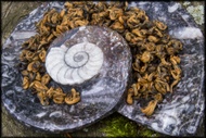 Earl Gold from Whispering Pines Tea Company