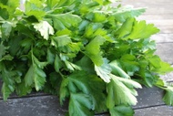 Parsley Green Rooibos from Madametj's Fresh Garden