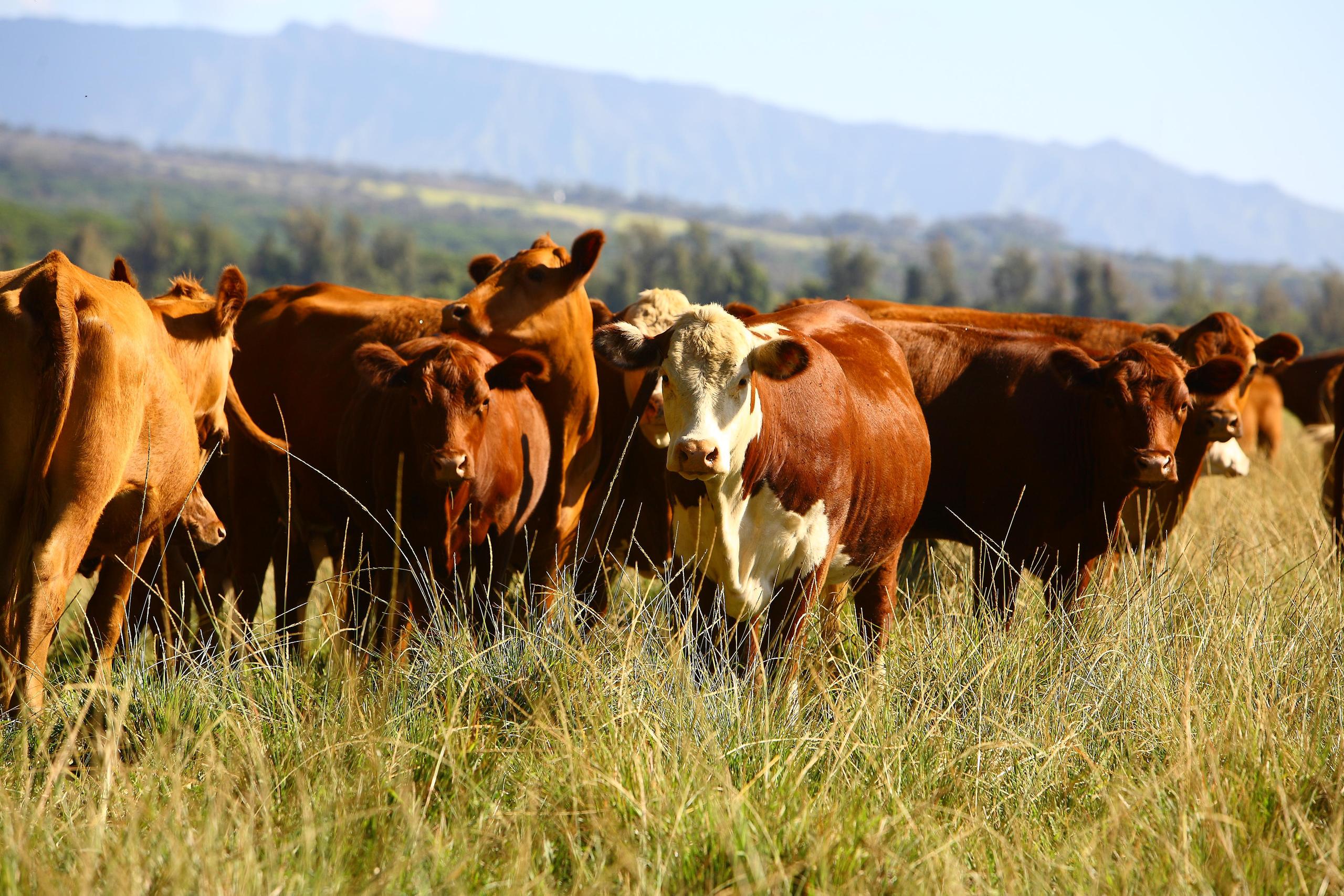Ultimate Ranch Tour photo 5