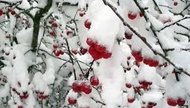 Snow Apple Spice from Silk Road