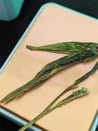 Tai Ping Hou Kui from Old Ways Tea