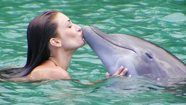Swimming with Dolphins Experience
