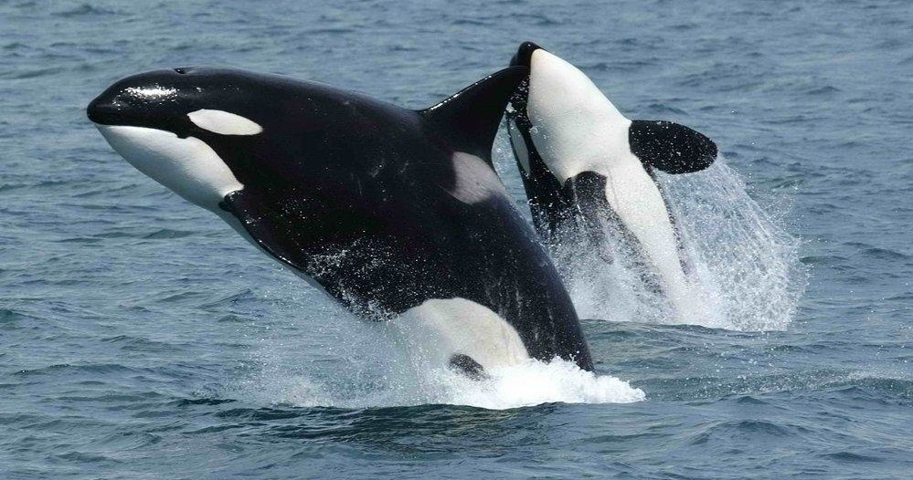 Superior 2hr Private Whale/Dolphin Watching Tour (up to 6 persons) photo 1