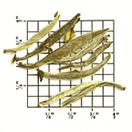 China Jasmine Downy White Pekoe (ZJ98) from Upton Tea Imports