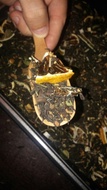 Angry Lemon Chai from Liquid Proust Teas