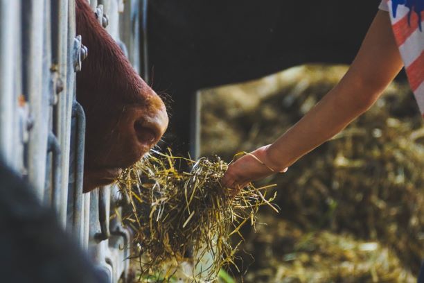 Right Feed and Fodder in dairy farms increase profits. Learn from experts in dairy farming