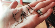Laoshan Pine Needle Green from Verdant Tea