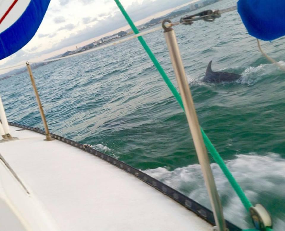 Sail PR's Afternoon Sail in San Juan: Discover Puerto Rico by Sea - San Juan