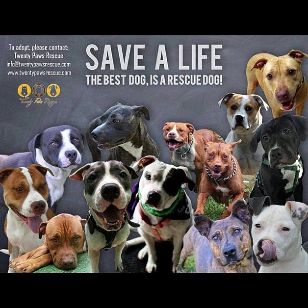 Our_TIS_THE_SEASON_TO_SAVE_A_LIFE_campaign_CONTINUES_Each_day_we_will_share_a_flyer_for_a_particular_dog_in_need_HELP_USjpg