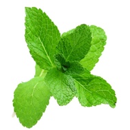Peppermint Matcha from 3 Leaf Tea