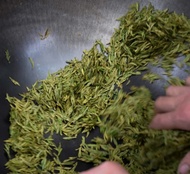 2017 Shi Feng Dragonwell from Verdant Tea