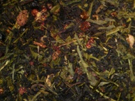 Formosa oolong / berry witch from Kuća zelenog čaja