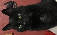 Lucky from Adagio Custom Blends